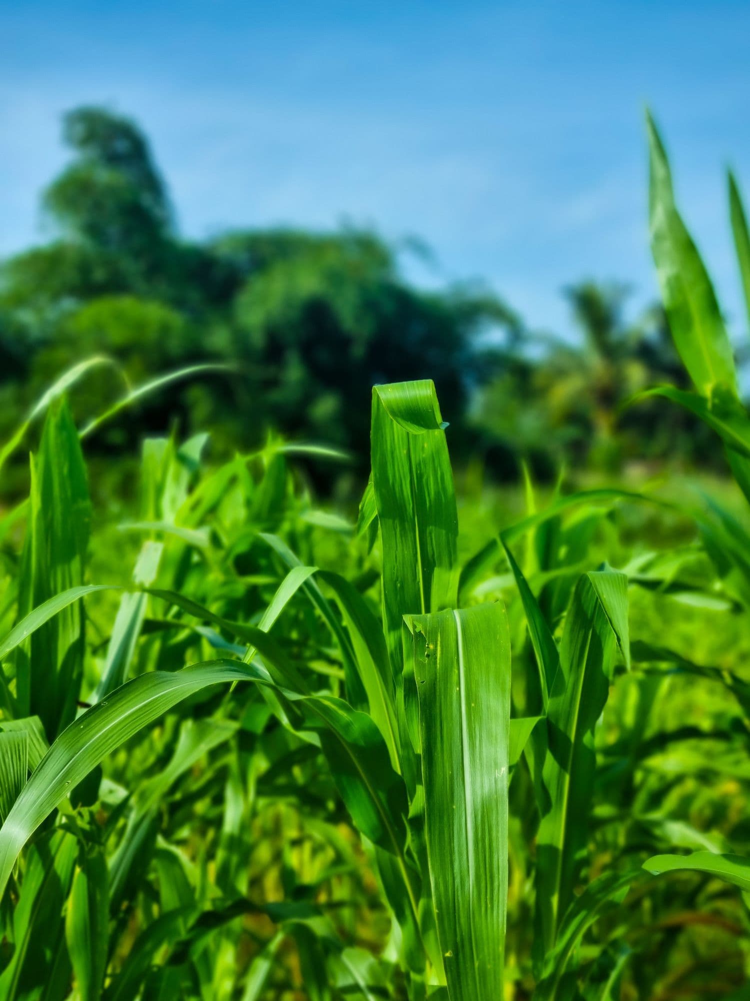 Lush green crops in a field
