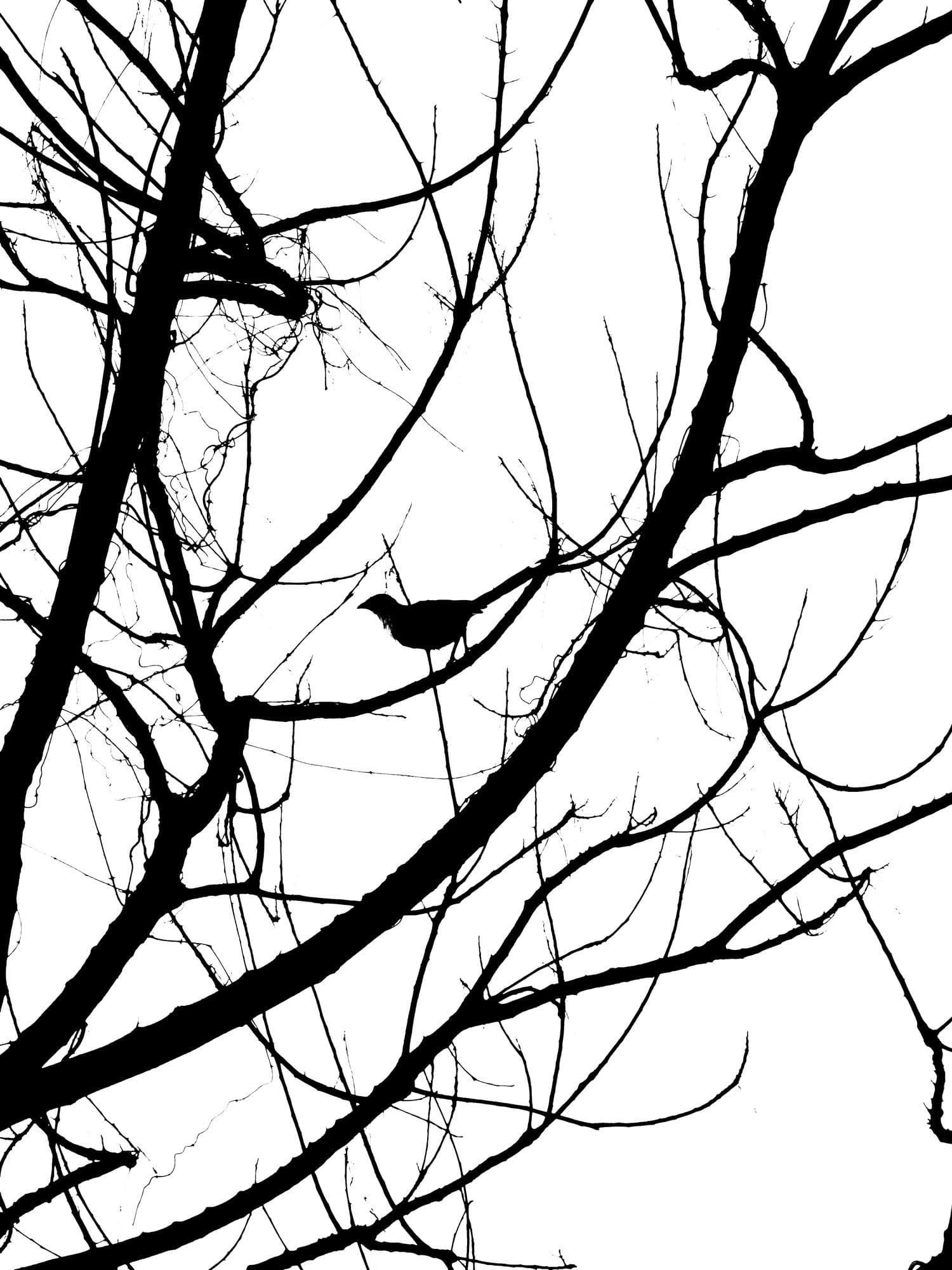 Bird silhouette on a tree branch